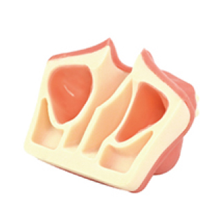 Jingle JG-Y21 — Модель для синус-лифтинга